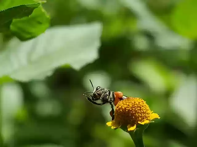 Free download Bees Insects Flower -  free photo or picture to be edited with GIMP online image editor