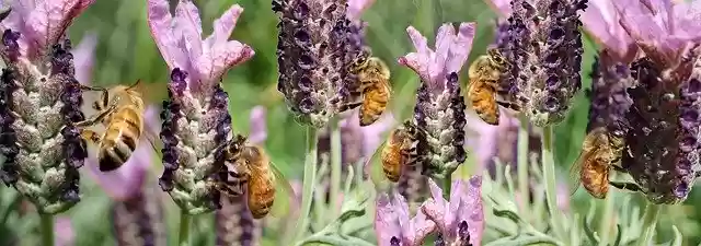 Free download Bees Insects Pollen -  free free photo or picture to be edited with GIMP online image editor