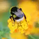 bees suck nectar from flowers  screen for extension Chrome web store in OffiDocs Chromium