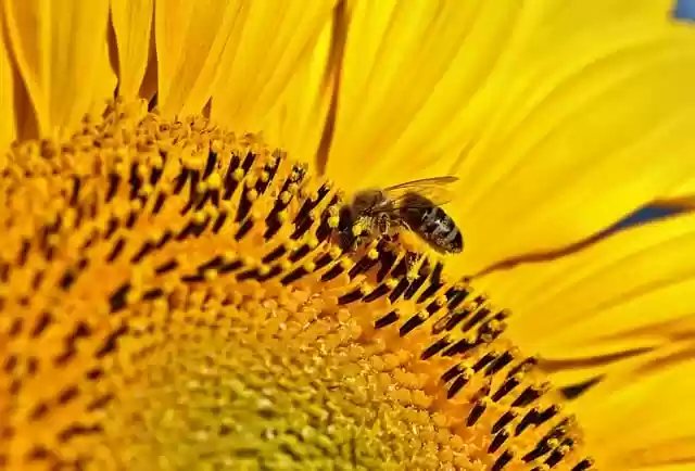 Free download bee sunflower nectar insect animal free picture to be edited with GIMP free online image editor