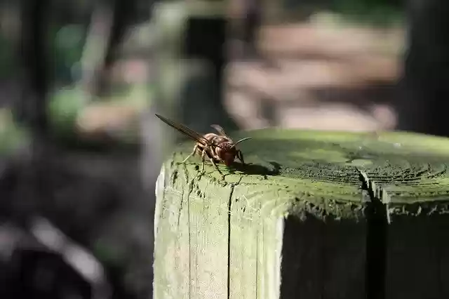 Free download Bee The Wasp Wood -  free photo or picture to be edited with GIMP online image editor