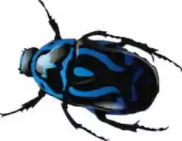 Free download beetle-34372_1280 free photo or picture to be edited with GIMP online image editor