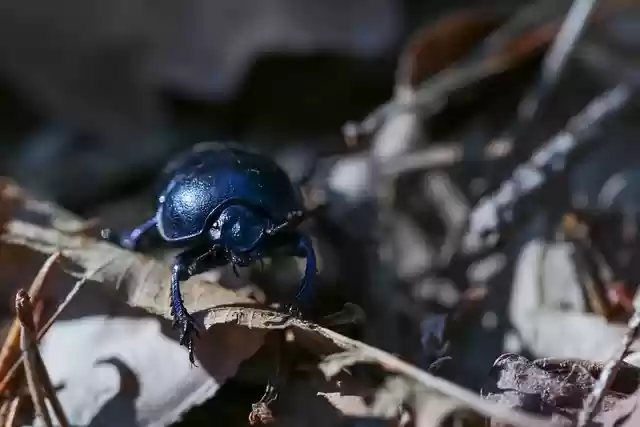 Free download beetle forest beetle insect forest free picture to be edited with GIMP free online image editor