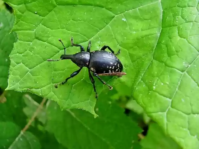 Free download Beetle Forest Insect -  free photo or picture to be edited with GIMP online image editor