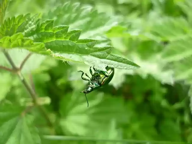 Free download beetle leaves plants insect spring free picture to be edited with GIMP free online image editor