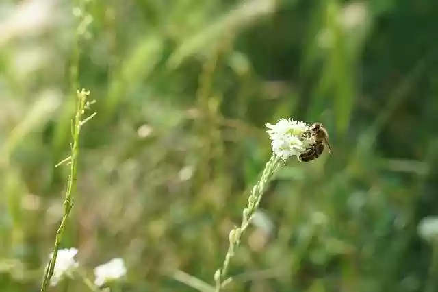 Free download Bee Wild Insect -  free photo or picture to be edited with GIMP online image editor