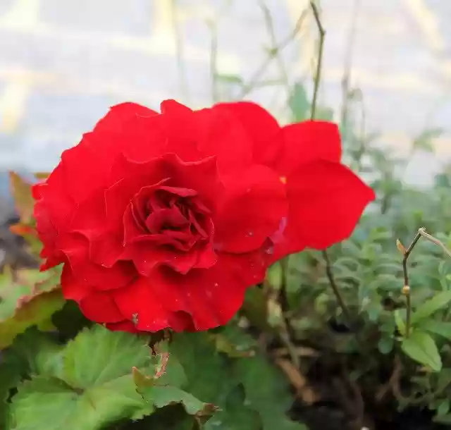 Free download Begonia Blossom Bloom -  free photo or picture to be edited with GIMP online image editor