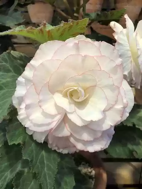 Free download Begonia Flower Bloom -  free photo or picture to be edited with GIMP online image editor