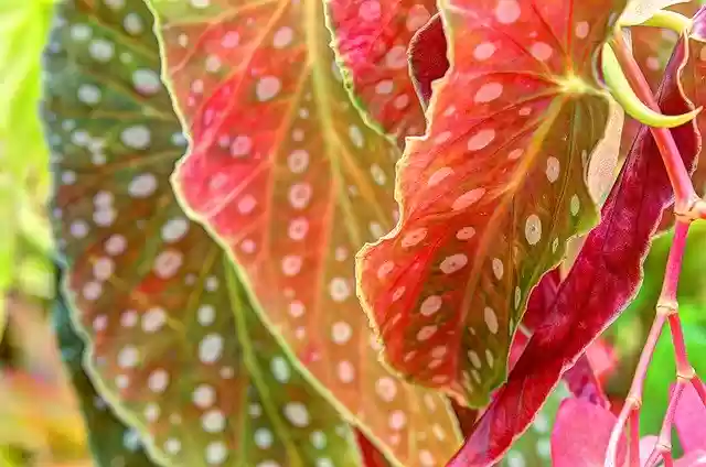 Free download Begonia Plant Leaf Plants -  free photo or picture to be edited with GIMP online image editor