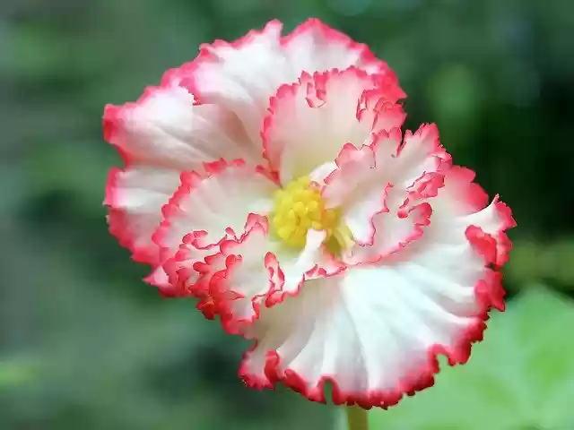 Free download Begonia Tuberous -  free photo or picture to be edited with GIMP online image editor