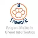 Belgian Malinois Breed Information Thanesix  screen for extension Chrome web store in OffiDocs Chromium
