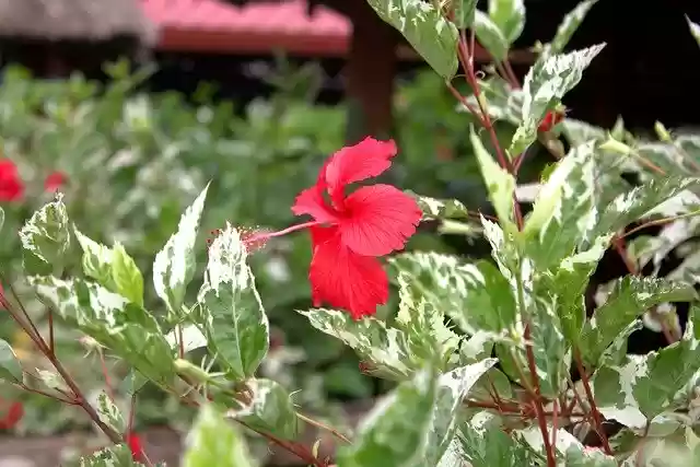 Free download Belize Flower -  free photo or picture to be edited with GIMP online image editor