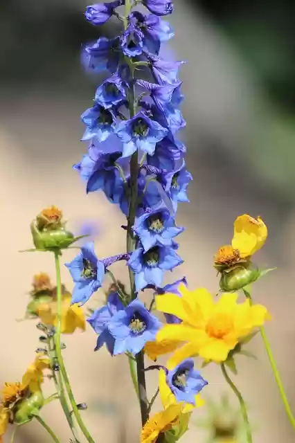 Free download bell blue flower flower delphinium free picture to be edited with GIMP free online image editor