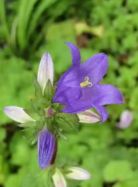 Free download Bellflower Purple Blossom -  free photo template to be edited with GIMP online image editor