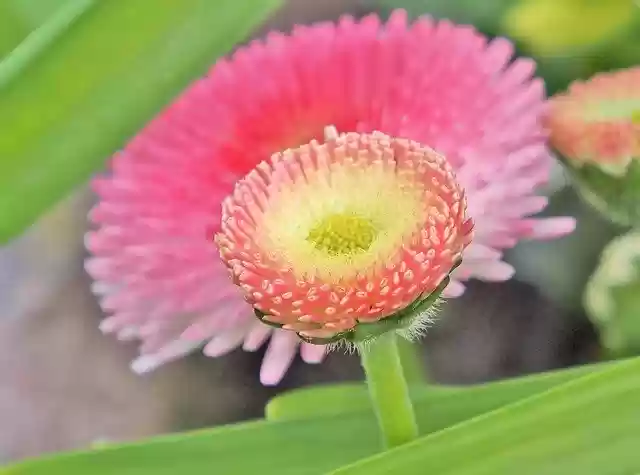 Free download Bellis Marie Flower Daisy -  free photo or picture to be edited with GIMP online image editor
