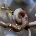 Bending tree  screen for extension Chrome web store in OffiDocs Chromium