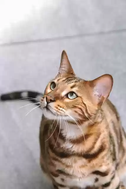 Free download bengal cat cat nature feline pet free picture to be edited with GIMP free online image editor