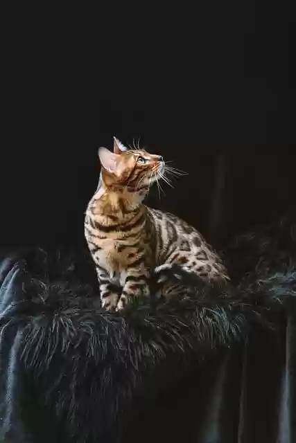 Free download bengal cat cat pet animal free picture to be edited with GIMP free online image editor