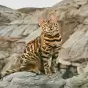 Bengal Cat Wallpaper  screen for extension Chrome web store in OffiDocs Chromium