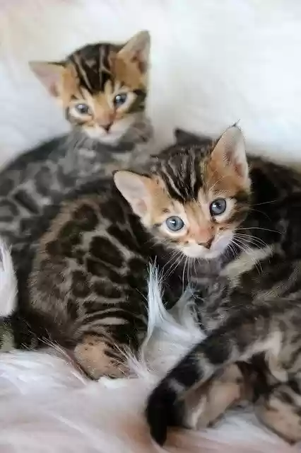 Free download Bengal Kitten -  free photo or picture to be edited with GIMP online image editor