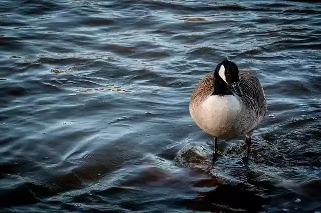 Free download Bernikla Canadian Bird Water -  free photo or picture to be edited with GIMP online image editor