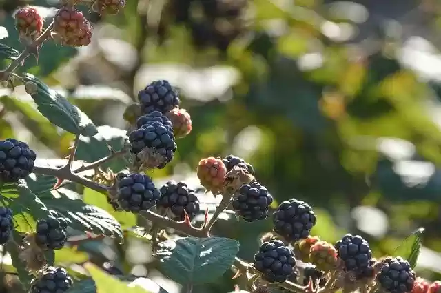 Free download Berries Blackberry Fruit -  free photo or picture to be edited with GIMP online image editor