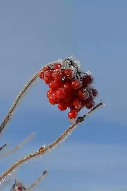 Free download Berries Bush Ice -  free photo or picture to be edited with GIMP online image editor