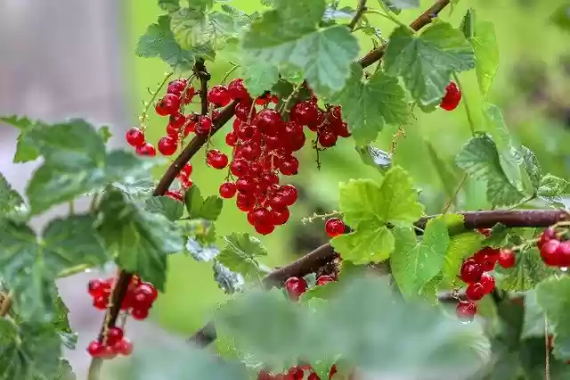 Gratis download Berries Currants Food - gratis foto of afbeelding om te bewerken met GIMP online afbeeldingseditor