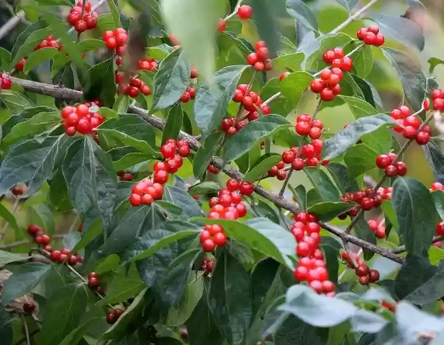 Free download Berries Leaves Nature -  free photo or picture to be edited with GIMP online image editor