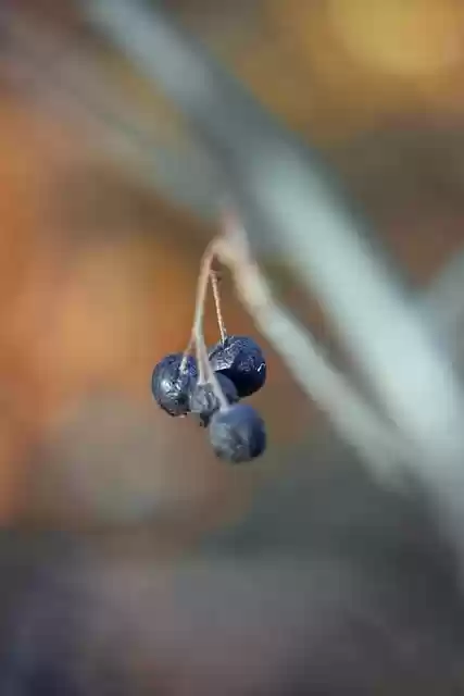 Free download berries macro autumn nature free picture to be edited with GIMP free online image editor