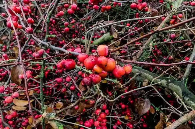 Free download Berries Plant Red -  free photo or picture to be edited with GIMP online image editor