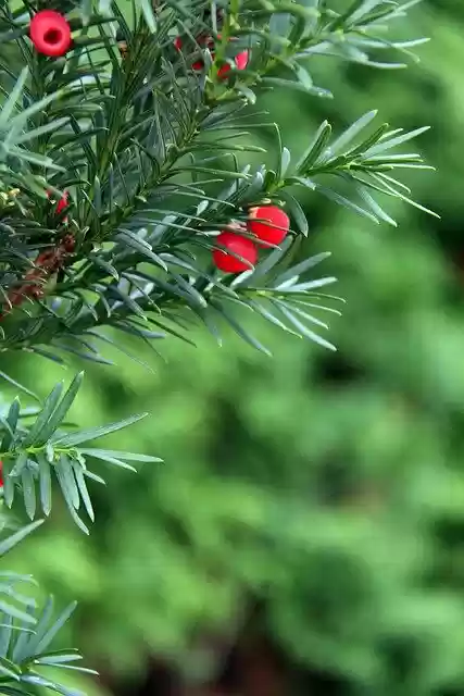 Free download Berries Red Bush -  free photo or picture to be edited with GIMP online image editor