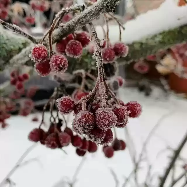 Template Photo Berries Winter Frozen -  for OffiDocs