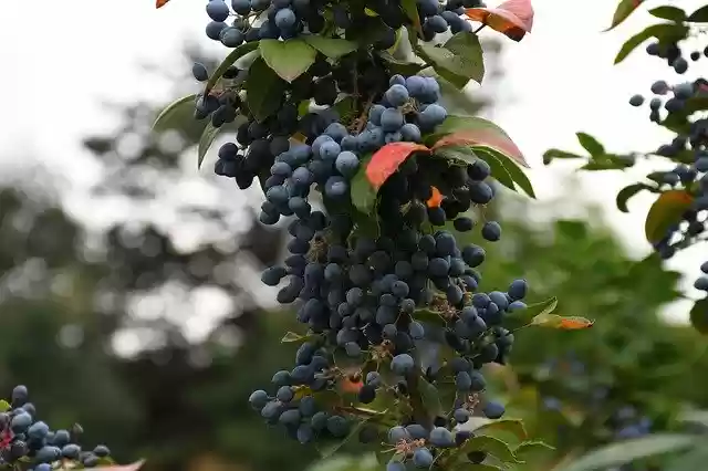 Free download Berry Blue Nice -  free photo or picture to be edited with GIMP online image editor