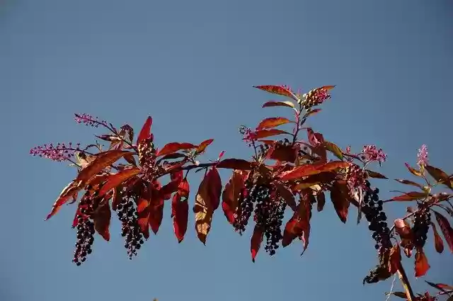 Free download Berry Bunch -  free photo or picture to be edited with GIMP online image editor