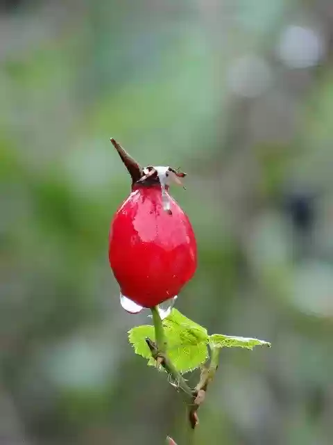 Free download Berry Drop Rain -  free photo or picture to be edited with GIMP online image editor