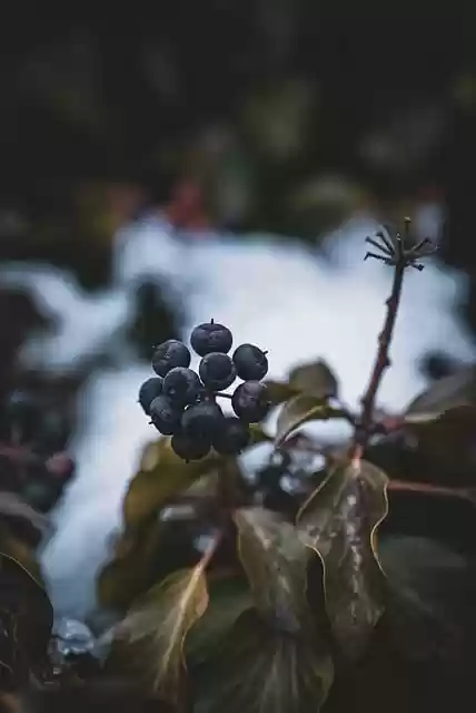 Free download berry fruit plant leaves winter free picture to be edited with GIMP free online image editor