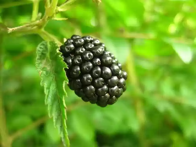 Free download berry fruit ripe blackberry sweet free picture to be edited with GIMP free online image editor