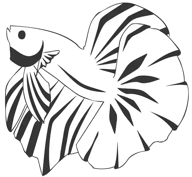 Free download Betta Fish Aquarium - Free vector graphic on Pixabay free illustration to be edited with GIMP free online image editor