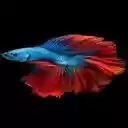 betta fish wallpaper  screen for extension Chrome web store in OffiDocs Chromium