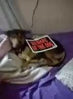 Free download Beware of the Dog Meme free photo or picture to be edited with GIMP online image editor