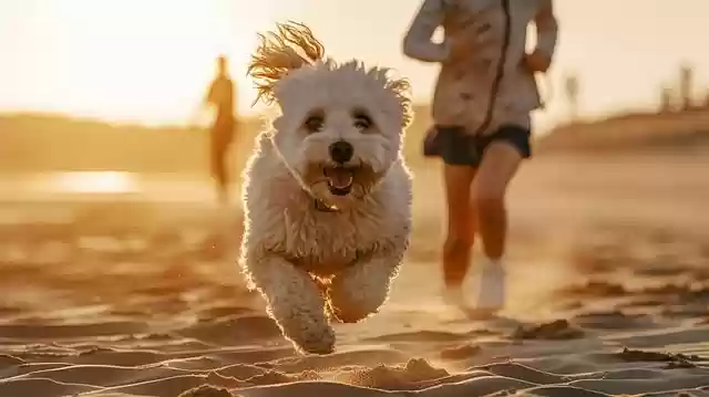 Free download bichon beach happiness joy animal free picture to be edited with GIMP free online image editor