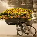 Bicycle carrying sunflowers wallpaper  screen for extension Chrome web store in OffiDocs Chromium