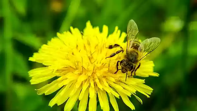 Téléchargement gratuit d'une image gratuite de nature bi-fleur à modifier avec l'éditeur d'images en ligne gratuit GIMP