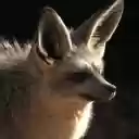Big Eared Fox  screen for extension Chrome web store in OffiDocs Chromium