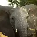 Big Ear Elephant  screen for extension Chrome web store in OffiDocs Chromium