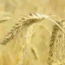 Big ears of wheat  screen for extension Chrome web store in OffiDocs Chromium