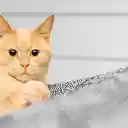 Big Eyed Golden Cat  screen for extension Chrome web store in OffiDocs Chromium