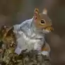 Big Eyed Squirrel  screen for extension Chrome web store in OffiDocs Chromium