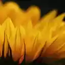 Big flower  screen for extension Chrome web store in OffiDocs Chromium